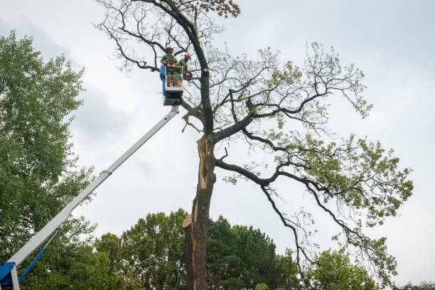 Emergency Storm Tree Removal in Clarkesville, GA